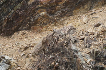 rocks in forest 