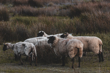 Schafherde auf einer Salzwiese in der Normandie