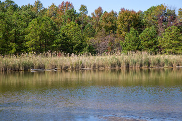 Autumn Grasses along the Chesapeake Bay Shoreline in Calvert County Maryland at Flag Ponds Nature Park in Southern Maryland USA