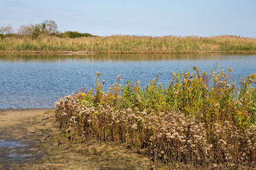 Autumn Grasses along the Chesapeake Bay Shoreline in Calvert County Maryland at Flag Ponds Nature Park in Southern Maryland USA