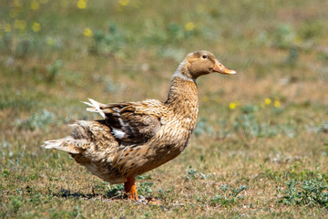 Domestic duck on a summer field close-up.