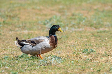 Naklejka na ściany i meble Domestic duck on a summer field close-up.