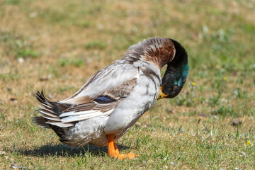 Domestic duck on the field in summer cleans feathers.