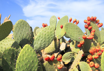 Opuntia cactus with large flat pads and red thorny edible fruits. Cactaceae. Prickly pears fruit....