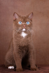 Luxus Rarität - BKH Katze in cinnamon mit blauen Augen 