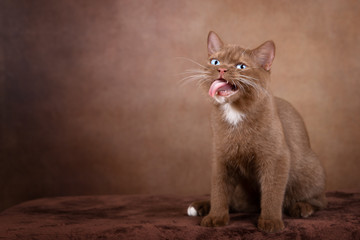 Katze macht lustiges Gesicht und zreigt Zunge