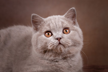 BKH Katze Portrait eines Kitten