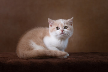 Obraz premium BKH Kitten in creme-weiß vor braunem Hintergrund