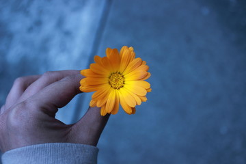 flower