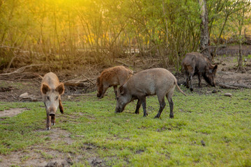 Obraz na płótnie Canvas Family Group of Wart Hogs Grazing Eating Grass Food Together.