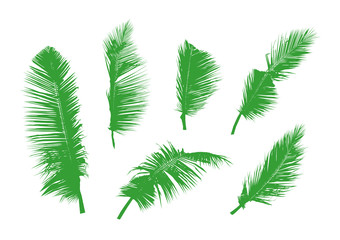 set of tropical green palm leaves, plant vector illustration