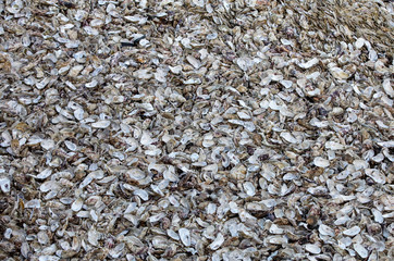Thousands of empty shells of eaten oysters discarded on sea floor in Cancale, famous for oyster farms.  Brittany, France