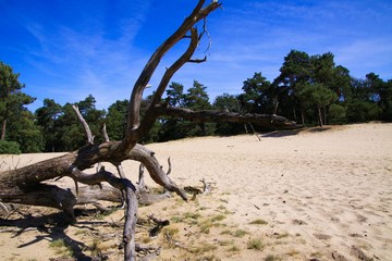View beyond dead dry tree trunk on sand dune with scotch pine tree forest background against blue sky - Loonse und Drunense Duinen, Netherlands