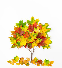 Creative autumn concept. Tree shape made with autumn leaves on white background.  Flat lay.
