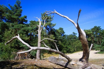 View beyond dead dry tree trunk on sand dune with scotch pine tree forest background against blue sky - Loonse und Drunense Duinen, Netherlands