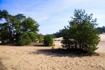 Fototapeta premium View on sand dunes with scotch conifer pine trees and forest background - Loonse und Drunense Duinen, Netherlands