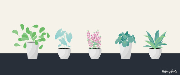 Collection of decorative houseplants isolated