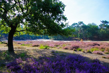 View beyond green oak tree on heath field with bright purple blooming heather erica carnea flowers,...