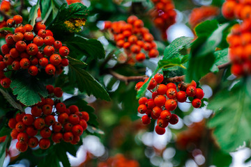 ripe rowan berries on the rowan tree branches. closeup on red rowan berry and green leaves in autumn garden. fall background.