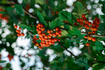 ripe rowan berries on the rowan tree branches. closeup on red rowan berry and green leaves in autumn garden. fall background.