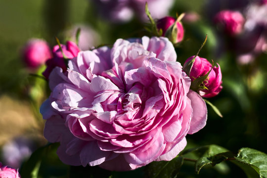 Rose with pink petals and buds
