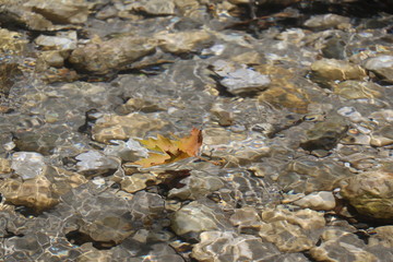 Leaf floating on river with crystal clear water