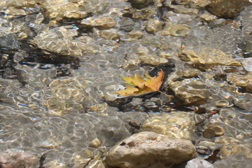 Leaf floating on river with crystal clear water