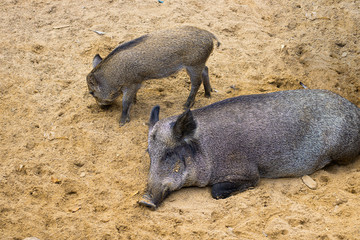 Female Wild boar, Sus scrofa, is laying on the sand and her small cub is next to her. Hrizontal with copy space for design about animals, nature.