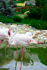 White Flamingo, with pink nib and legs in water, head profile, stones, green trees, small bridge and grass on the background. Wild birds and animals in zoo, Vertical with copy space