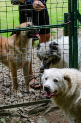 Dogs waiting for go to walk and a neighbour dog come to visit – man release out the dogs for adventure time – ready to walk outside