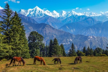 Plakat Wild horses graze an open field overlooking the majestic Panchchuli Himalaya snow peaks at Munsiyari Uttarakhand India.