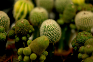 Various types of green cactus  pots in the shop