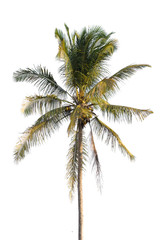 Naklejka na ściany i meble Coconut palm tree isolated on white background