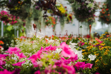 Fototapeta na wymiar Beautiful colors of the flower house botanic garden