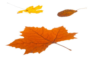 Leaf autumn
