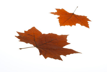 autumnal leaves on white