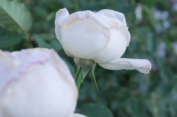Nakanoshima Park Rose Garden -White Christmas-