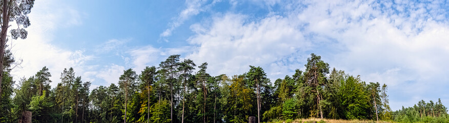 Polish wild forest - Slowinski National Park, Poland