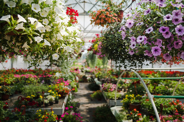 Fototapeta na wymiar Garden of flowers at the botanic flower house
