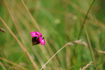 Tiny purle flower in the field of grass