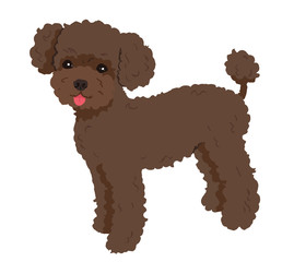 プードル　ブラウン