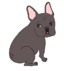 フレンチブルドッグ ブリンドル