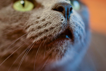 Cute cat nose - Nariz de gato