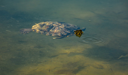turtle swimming in water