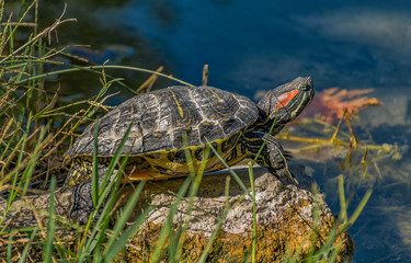 turtles in a pond