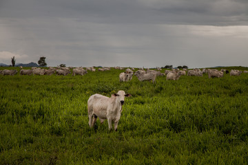 Livestock in the Amazon is one of the largest vectors of deforestation.