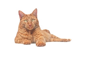 Cute ginger cat lying down and looking curious to the camera. Isolated on white background. 