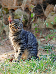 grey tabby cat sitting on the ground and looking aside under sunlight
