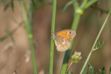 Common Ringlet Butterfly on Stem in Summer