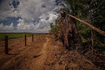 The Amazon rainforest is being deforestated for pasture, livestock and agriculture.